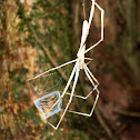 Ogre-faced spider