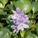 Water Hyacinth
