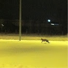 Fox