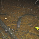 Three-Toed Amphiuma