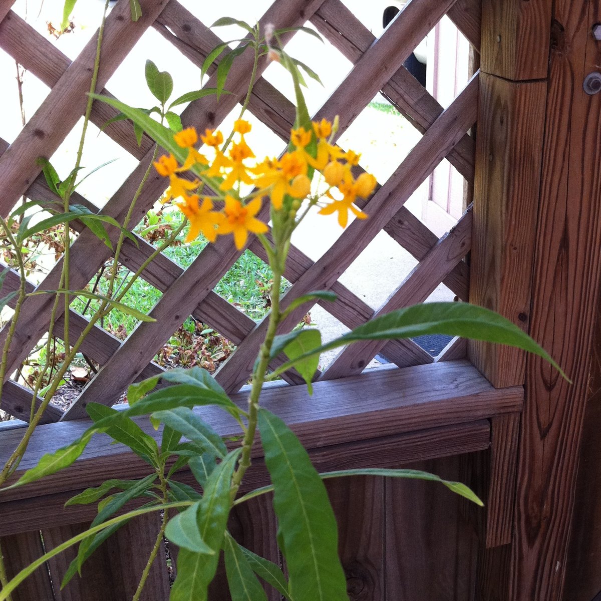 Butterfly Weed 