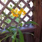 Butterfly Weed 