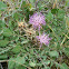 centaureas
