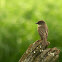 Eastern Phoebe
