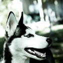 siberian husky