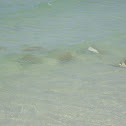 Cow Nose Rays
