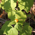 Turks Cap