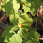 Turks Cap