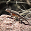 Texas Earless Lizard
