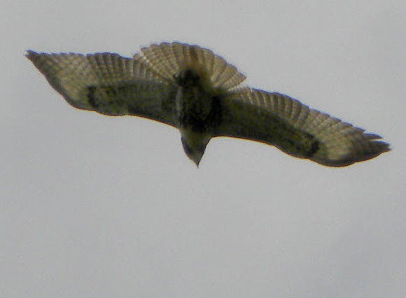 Spotting Image 1