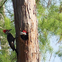 Pileated Woodpecker