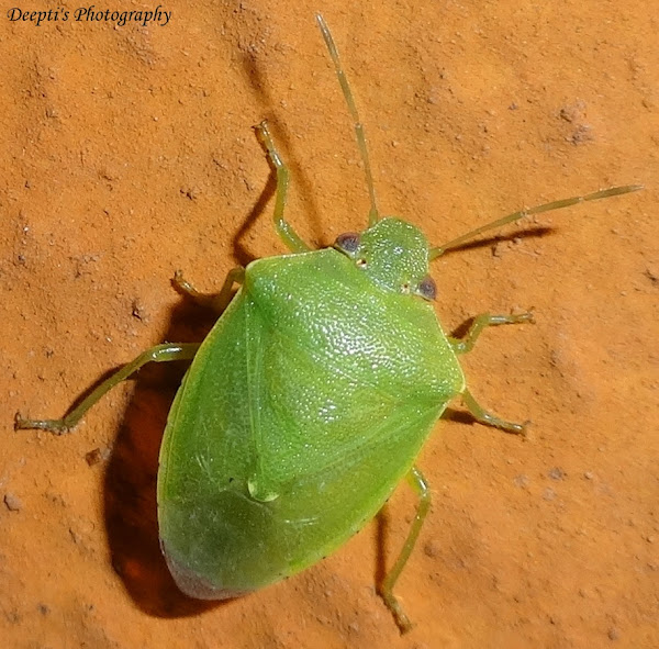 Southern Green Stink Bug Project Noah