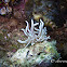 Briareum Phyllodesmium