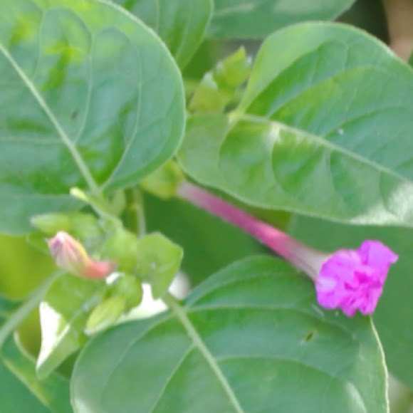 Spotting Image 1