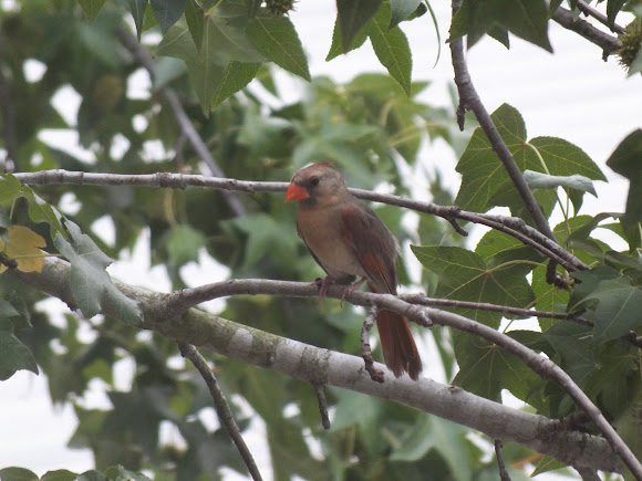 Spotting Image 1