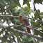 Northern Cardinal (female)