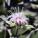 Wild Bergamot