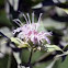 Wild Bergamot