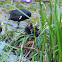 Coot