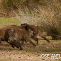 Wild Boar