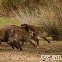 Wild Boar