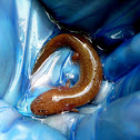 Red Salamander
