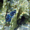 Small Giant Clam
