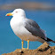 Yellow-legged Gull
