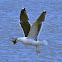 Seagull