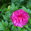 Common peony