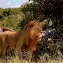 African Lion