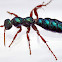 Bluebottle, aka Blue 'ant' wasp