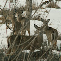 White-tailed Deer
