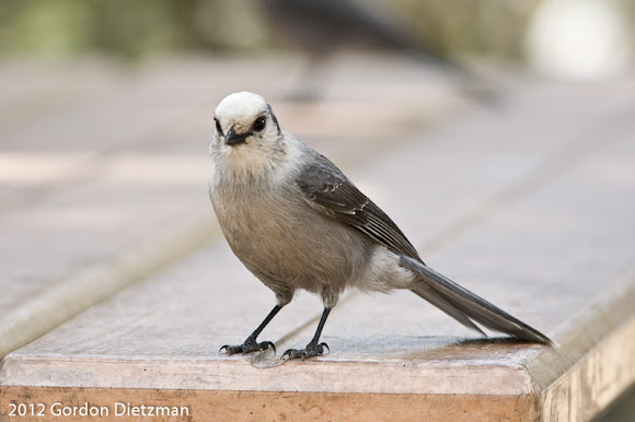 Spotting Image 1