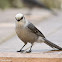 Gray Jay