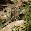Burrowing Owl (Shoco)