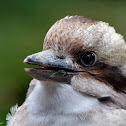 Laughing Kookaburra