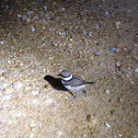 Killdeer