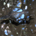 Florida striped mud turtle