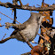 Oak Titmouse