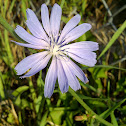 Chickory