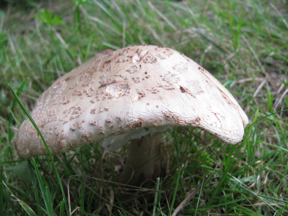 Spotting Image 1