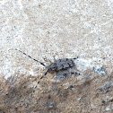 Flat-faced Longhorn Beetle