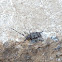 Flat-faced Longhorn Beetle