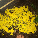 Dog Vomit Slime Mold