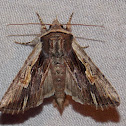 Bicolored Woodgrain