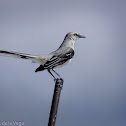 Tropical Mockingbird