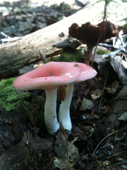 Spotting Image 1