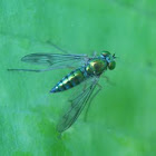 Long legged fly