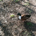 "Bibbed Mallard"